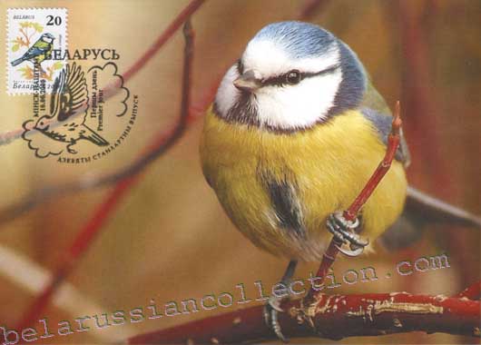 Blue Tit (Parus caeruleus)